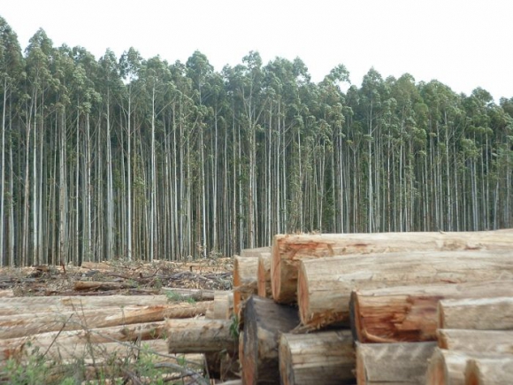 La forestoindustria argentina celebra la sanción de la ley Bases 