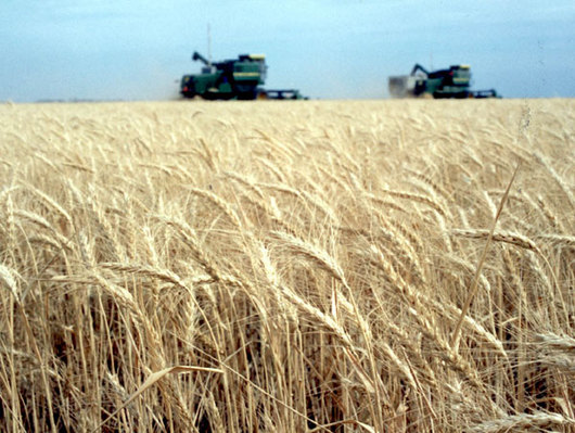La cosecha de trigo finalizó con récord de rindes y producción