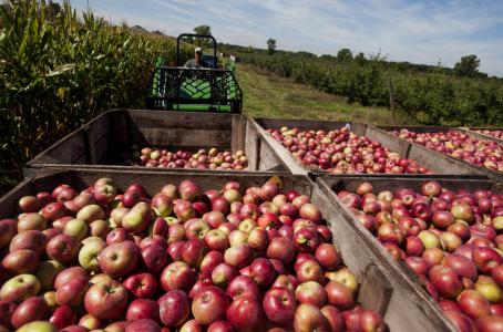 El Gobierno destina $1.500 millones para impulsar la producción frutícola de Río Negro y Neuquén