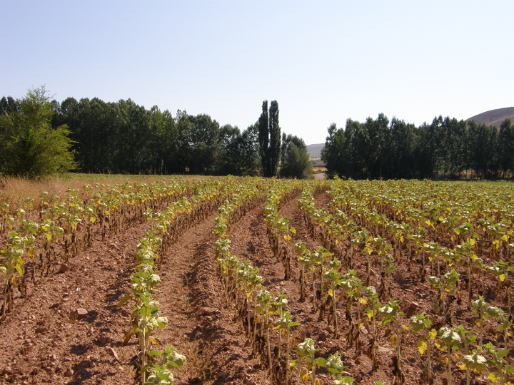 La siembra de girasol podría crecer hasta 30% en Buenos Aires