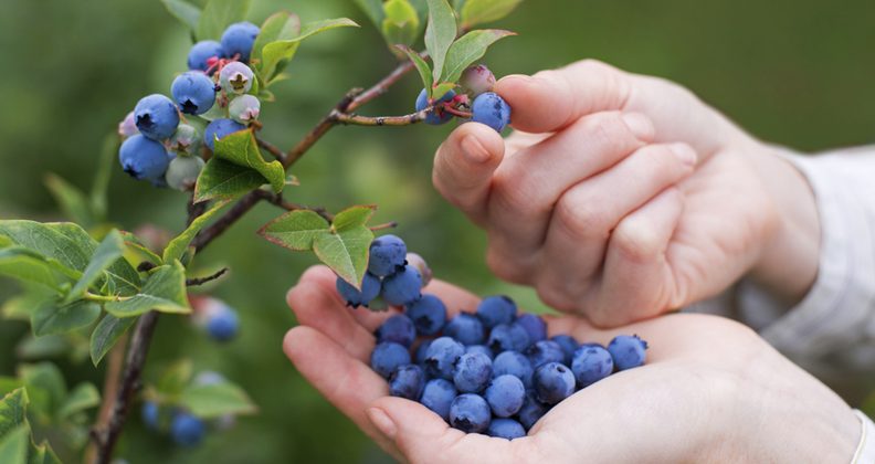Peligran puestos de trabajo para los productores de arándanos
