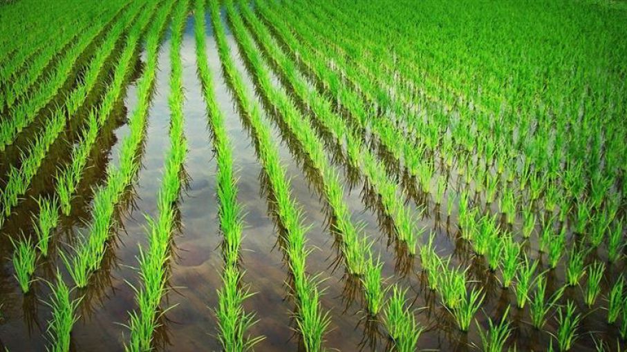 El 92% de la superficie sembrada con arroz registra óptimas condiciones en Entre Ríos