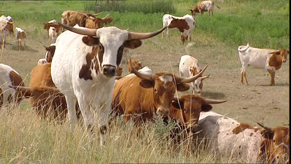 Argentina tiene un sistema confiable de exportación de carnes