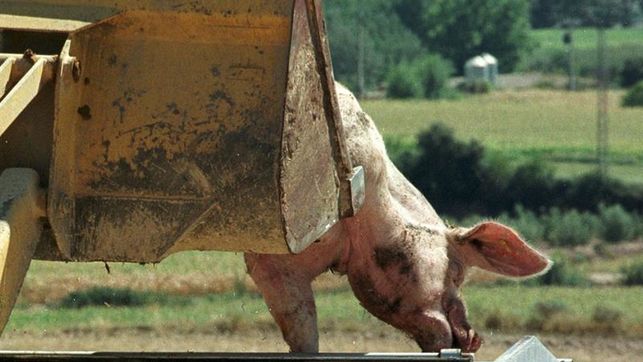 Peste porcina africana: cada vez más cerca de la epidemia global 
