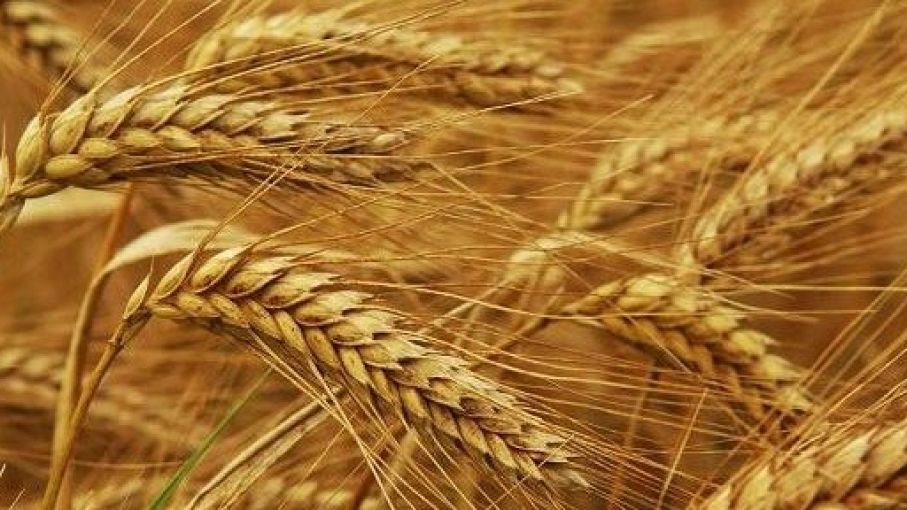 China rechaza la apelación de Australia para eliminar el arancel de importación de cebada