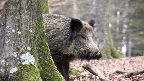 Alerta en Europa por dos casos de peste porcina africana en Bélgica