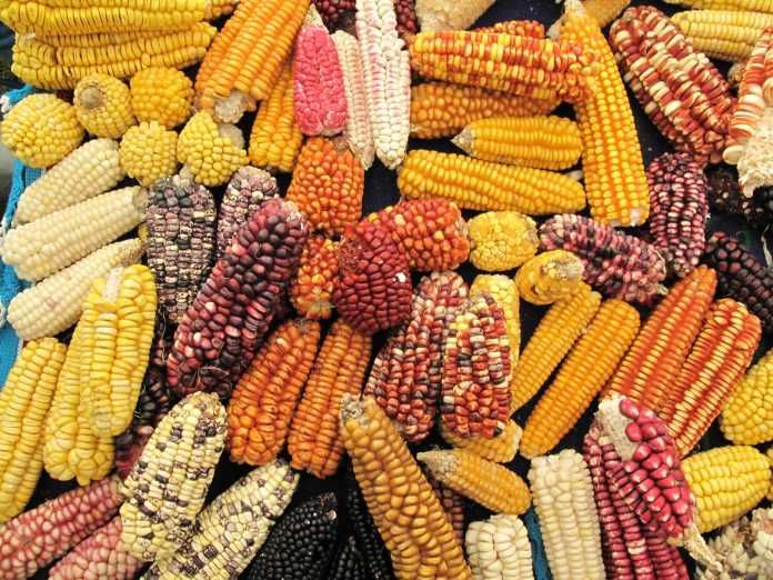 Bolivia recuperó la propiedad sobre más de 660 maíces