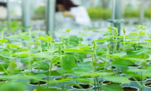 Rizobacter lanza dos nuevos productos microbiológicos  
