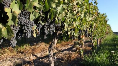 Vitivinicultura: menor producción, precios más altos y exportaciones atadas a la guerra