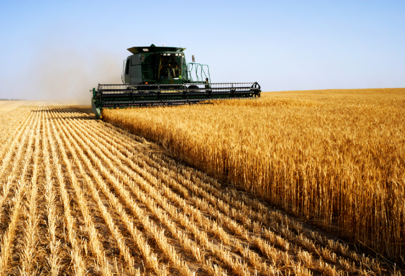 Advierten que las heladas podrían disminuir la producción triguera