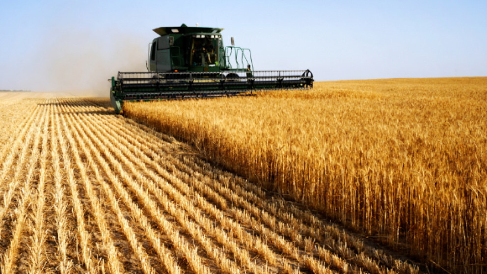 Advierten que las heladas podran disminuir la produccin triguera