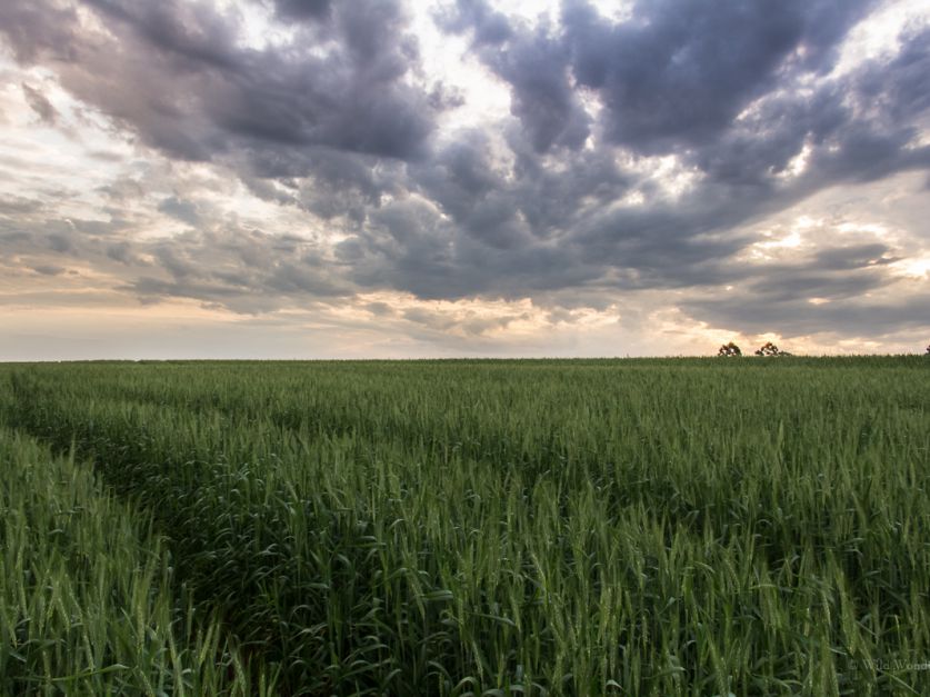 Se esperan lluvias que pueden aliviar al trigo en algunas zonas