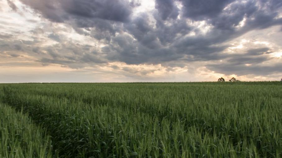Se esperan lluvias que pueden aliviar al trigo en algunas zonas