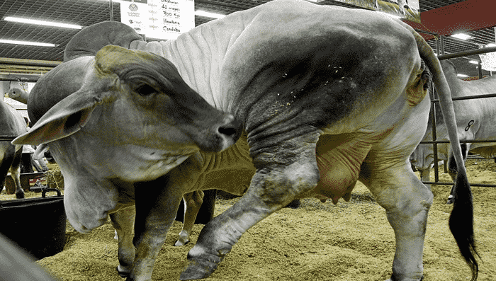Con ingeniería genética estudian una vacuna contra la tristeza bovina