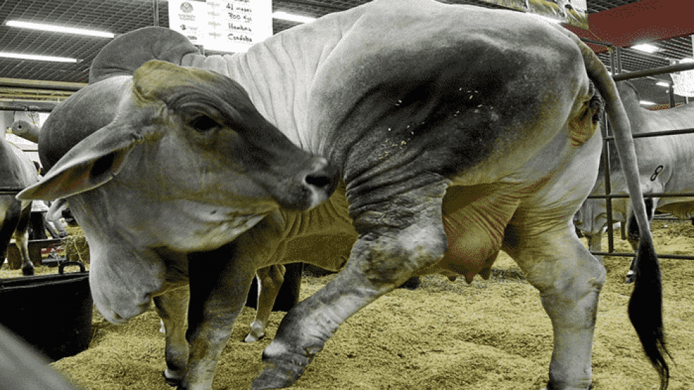 Con ingeniera gentica estudian una vacuna contra la tristeza bovina