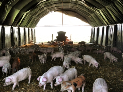 Los números de la producción porcina del Área Metropolitana de Buenos Aires
