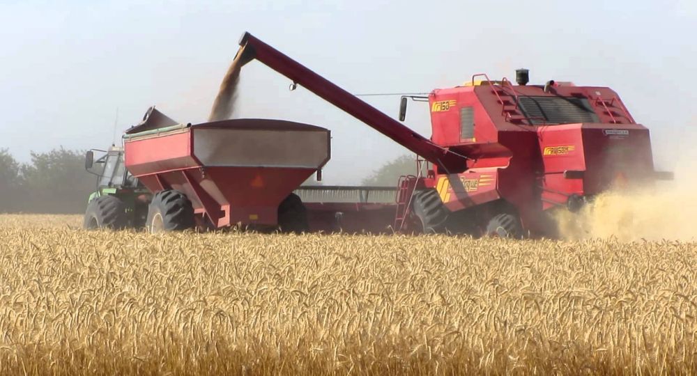 Ajustan en 300 mil/ha la estimación de cosecha triguera (por las heladas)