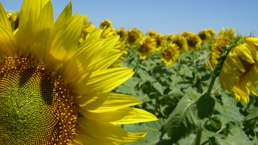 Girasol cierra con producción de 1,41 millones de toneladas en zona Bolsa de Bahía Blanca