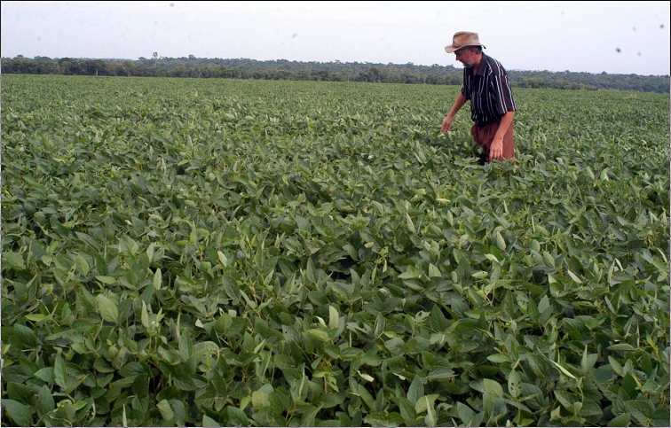 Avanzó más de 35% la superficie sembrada con soja en Entre Ríos