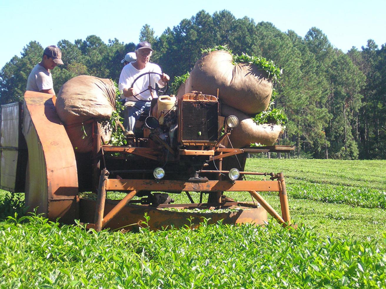 Productores de té reclaman una nueva ley