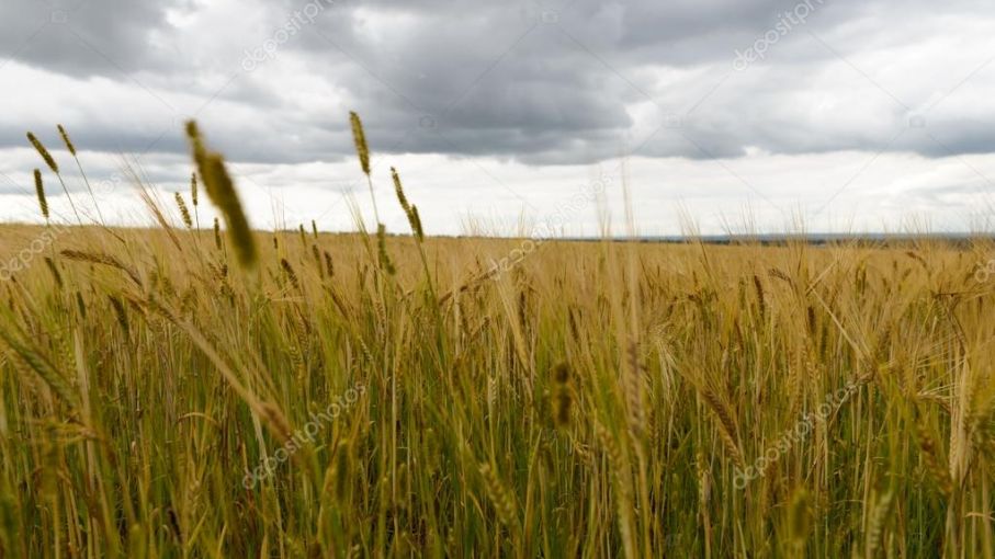 Llueve en varias regiones productivas y en el campo hablan de "un gran alivio en medio de la sequía"