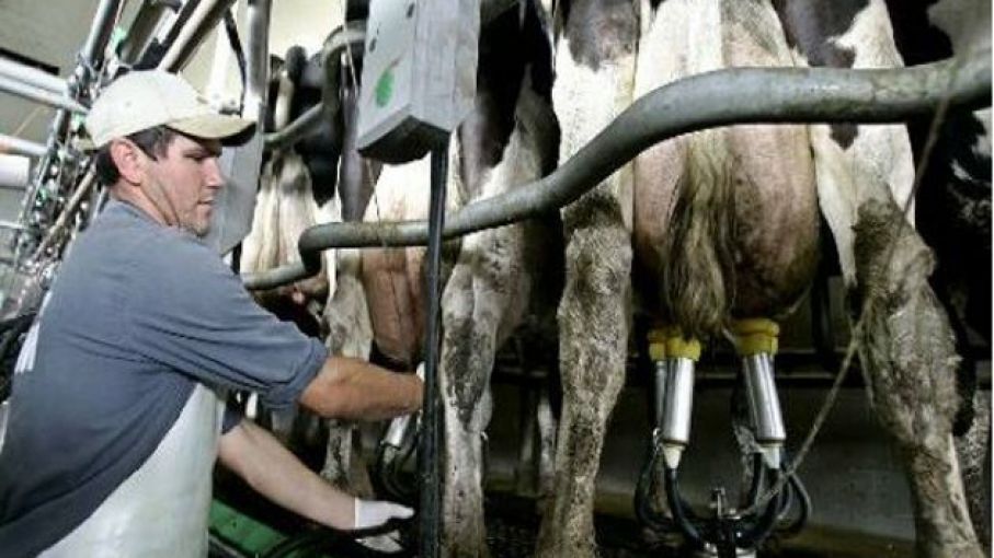 Para la SRA, el tambero argentino recibe el precio más bajo del mundo