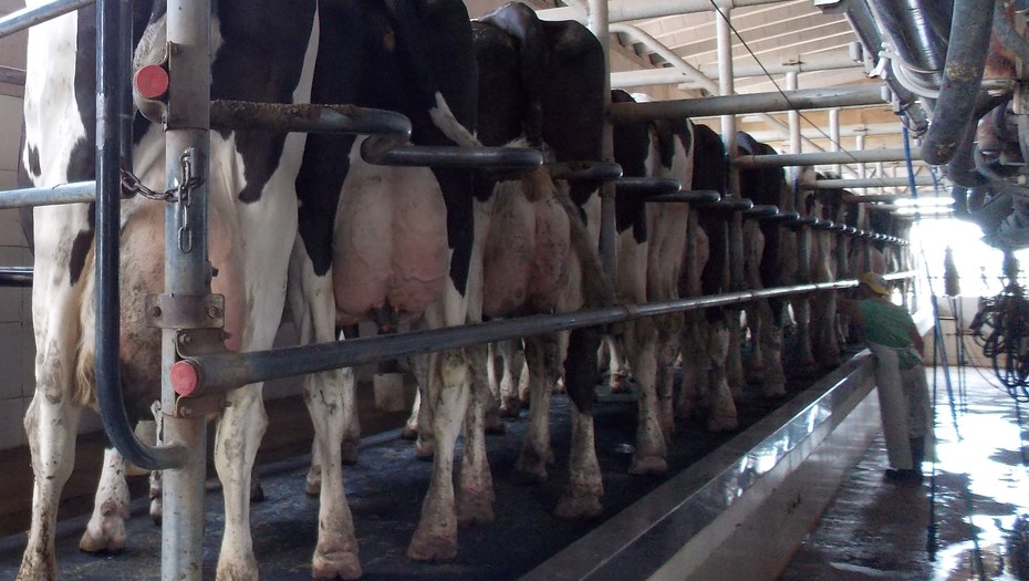 El mercado de futuros de leche arrancará el 17 de diciembre