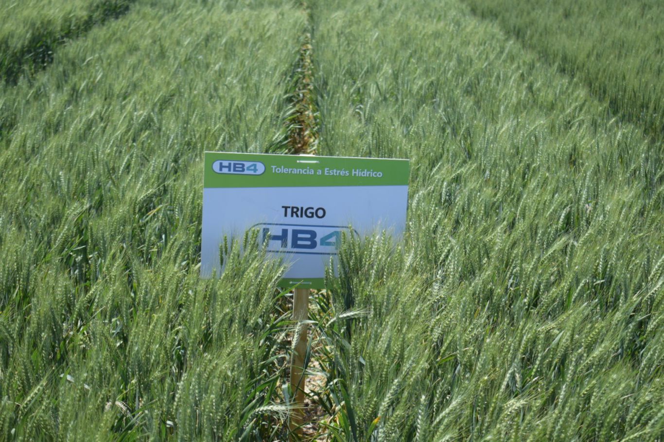 El trigo tolerante a sequía hoy ayudaría con 15% más de rinde