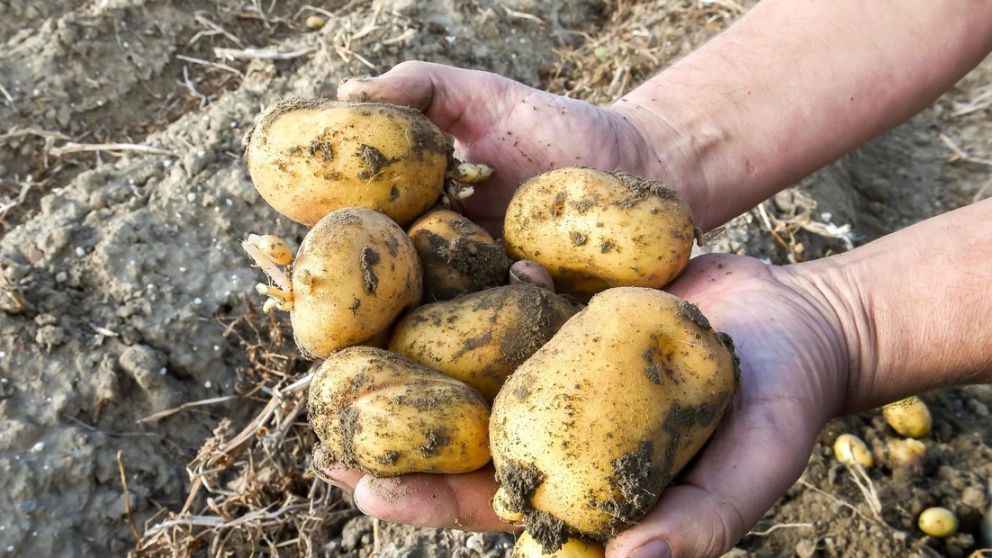 Presentaron la primera papa transgnica de Argentina