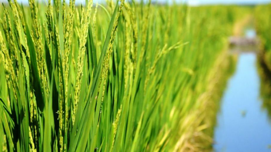 Se completó la siembra de arroz en 57.000 hectáreas de la provincia de Entre Ríos
