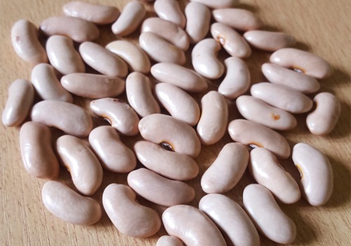 Mejores condiciones para las exportaciones de porotos argentinos a México