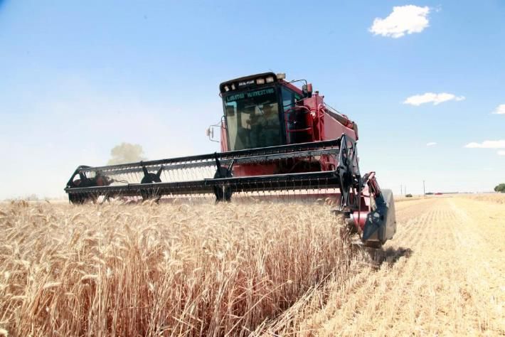 Los eventos climáticos impactaron y habrá menos trigo