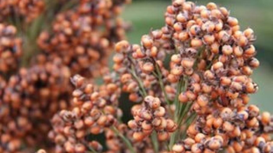 Las precipitaciones mejoraron el estado de los cuadros de sorgo granífero en Buenos Aires