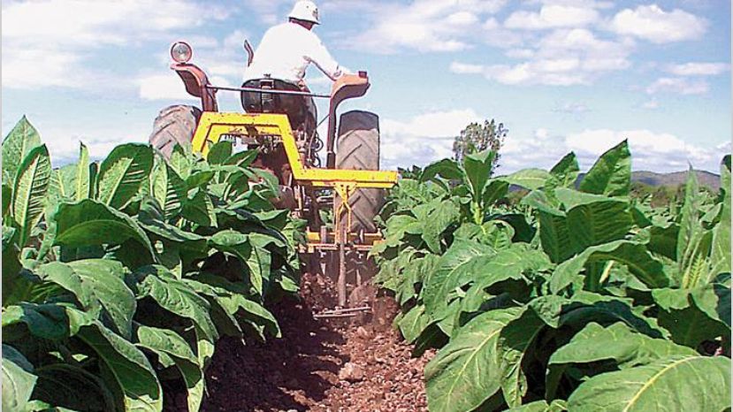 Delinearon una agenda de trabajo para optimizar la producción tabacalera