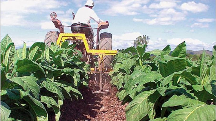 Aprueban listado de empresas argentinas en condiciones de exportar tabaco en rama a EEUU