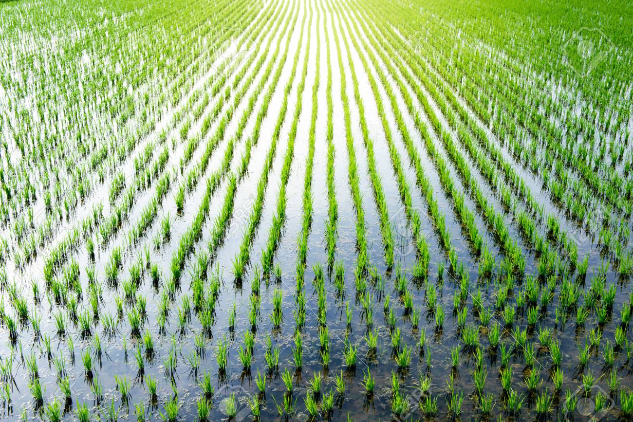 El área cultivada con arroz en Argentina crecería un 10,4%