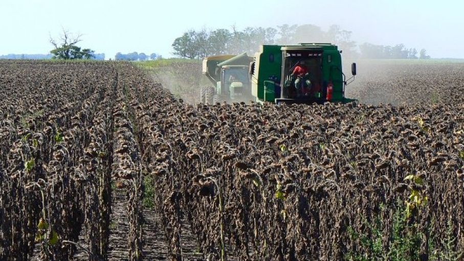 El girasol comenzó a cosecharse en campos del Norte