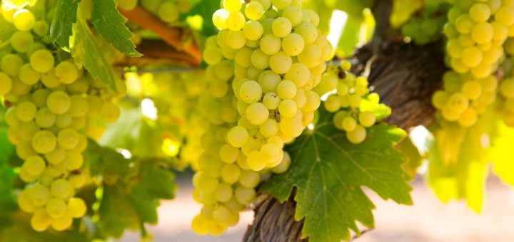 Mendoza y San Juan: se abre la inscripción para exportación de uva en fresco a Brasil