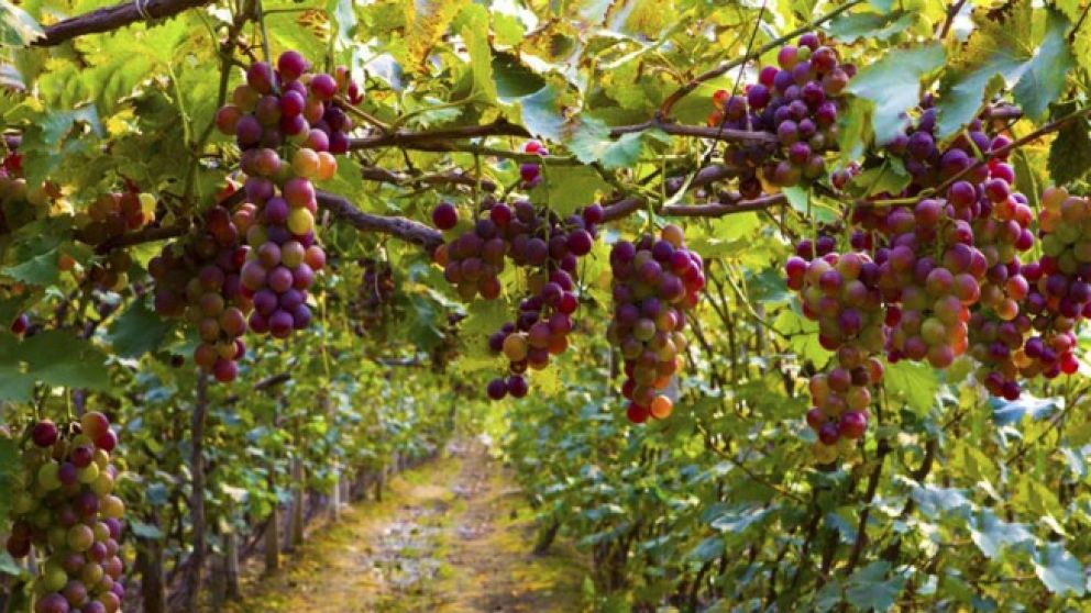 Milei llega a Mendoza en el marco de la Vendimia ante un panorama desafiante para la vitivinicultura
