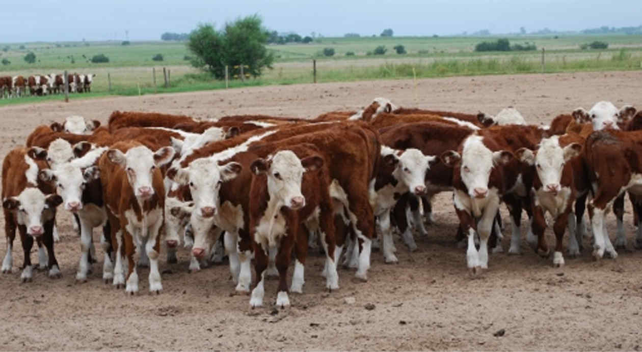 Stock de vacas en el mayor nivel en 12 años 