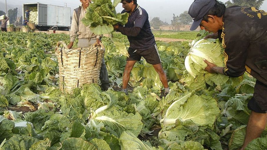 Proyecto para promover buenas prácticas de producción de alimentos en municipios