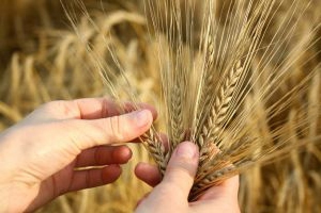 Argentina evalúa ser el primer país con trigo transgénico