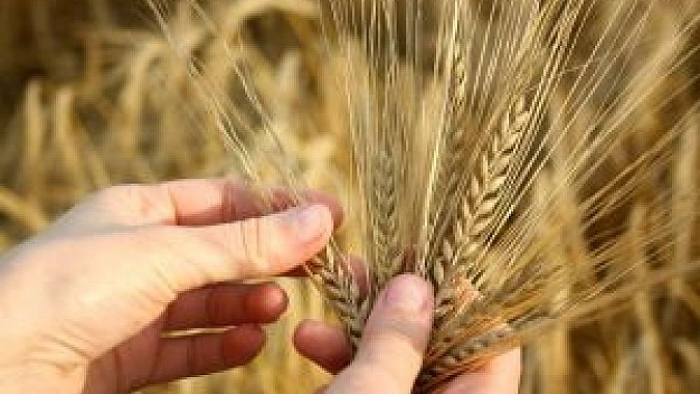 Argentina evala ser el primer pas con trigo transgnico