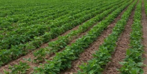 Porotos. Mejorando el rendimiento desde el principio