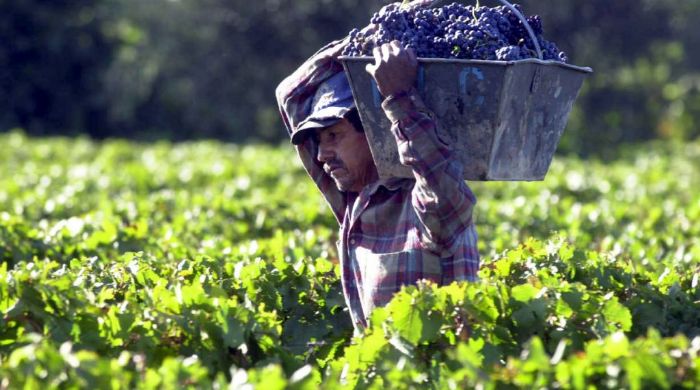 Sector vitivinícola: Mendoza acelera un fondo de $1.000 M 