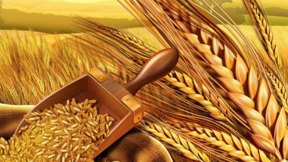 Brasil no importara el trigo transgnico argentino