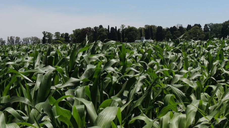 Se cosechó el 40% del maíz de segunda y tardío sembrado en Entre Ríos en el ciclo 2020/21