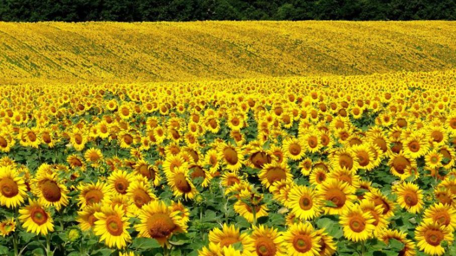 Mejoraron los rendimientos del girasol en el centro y norte de Santa Fe