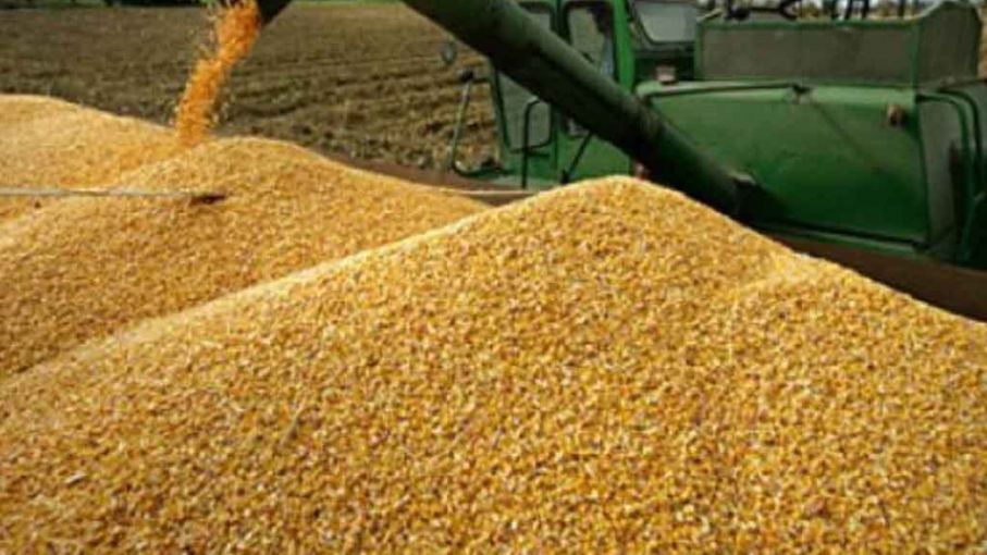 Se aceleran las ventas de maiz ante los buenos precios internacionales