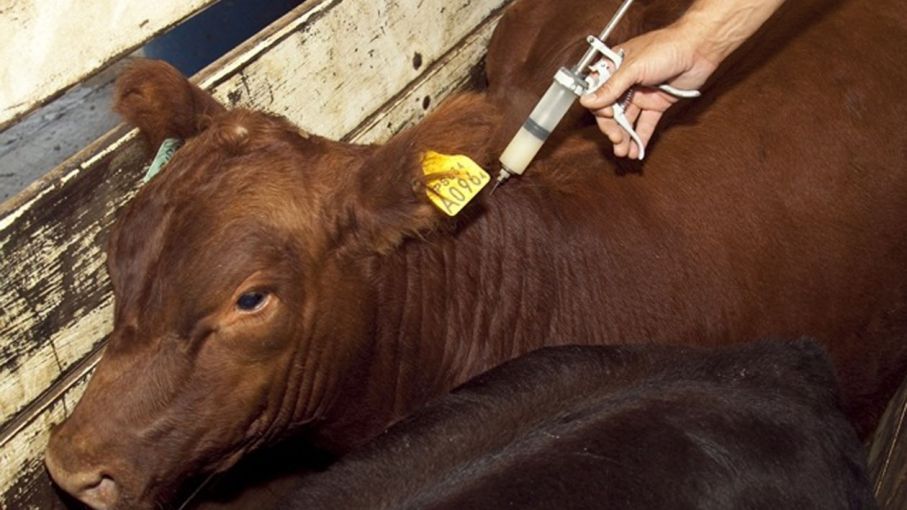  Argentina proveerá de vacuna antiaftosa al Departamento de Agricultura de EEUU